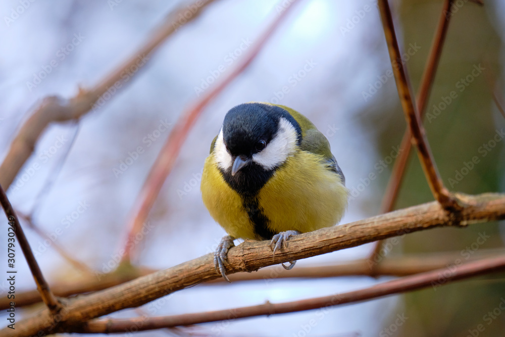 Great tit (latin: Parus major) front view with head straight at camera standing a small branch Great tit (latin: Parus major) front view with head straight at camera standing a small branch