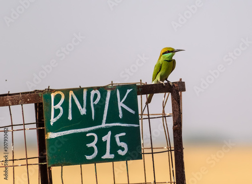 Quadro em tela A Green Bee Eater perched on a steel wire fence inside the Velavadar National Park near Bhavnagar in Gujarat, India