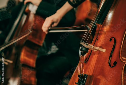 Fototapeta Symphony orchestra on stage, hands playing cello