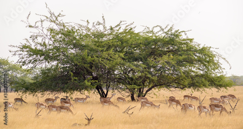 Tableau sur toile A Prosopis tree in the grasslands of the Velavadar National Park