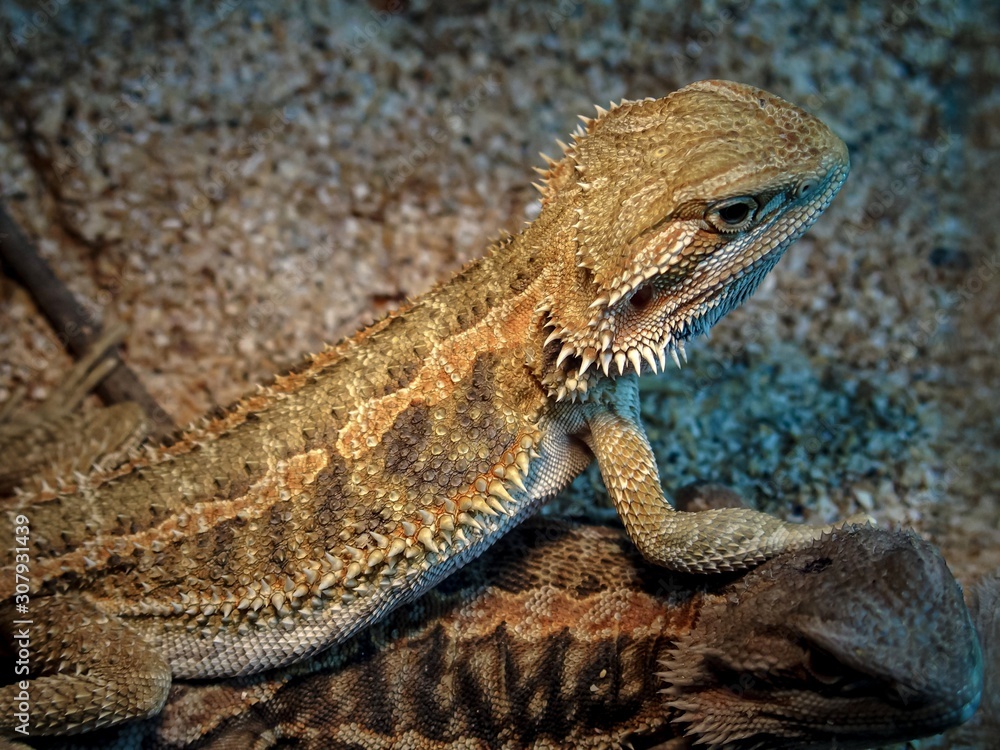Fototapeta premium A bearded agama lizard in a terrarium under a lamp.