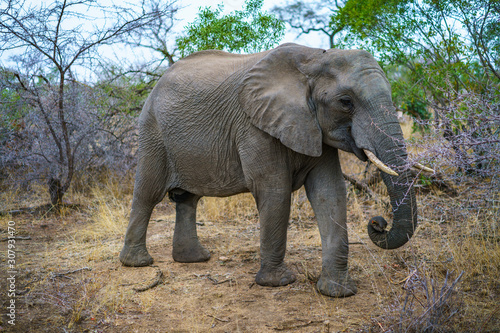 elephant in kruger national park, mpumalanga, south africa 33
