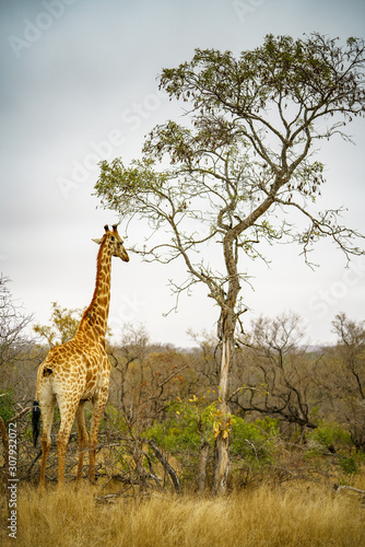 giraffes in kruger national park, mpumalanga, south africa 7