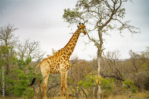 giraffes in kruger national park  mpumalanga  south africa 10