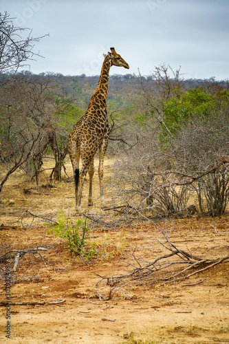 giraffes in kruger national park, mpumalanga, south africa 30