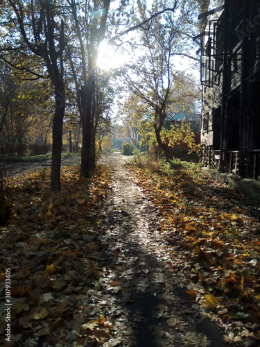 road in the forest