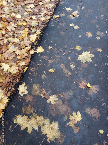 autumn leaves on water