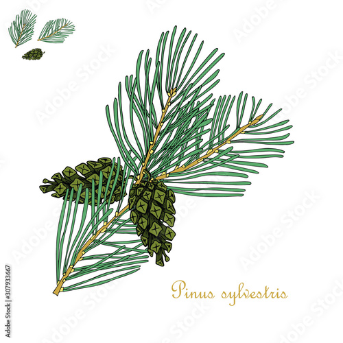 Fototapeta Naklejka Na Ścianę i Meble -  Pine branch, cone art design elements nature colorful object isolated stock vector illustration for web, for print