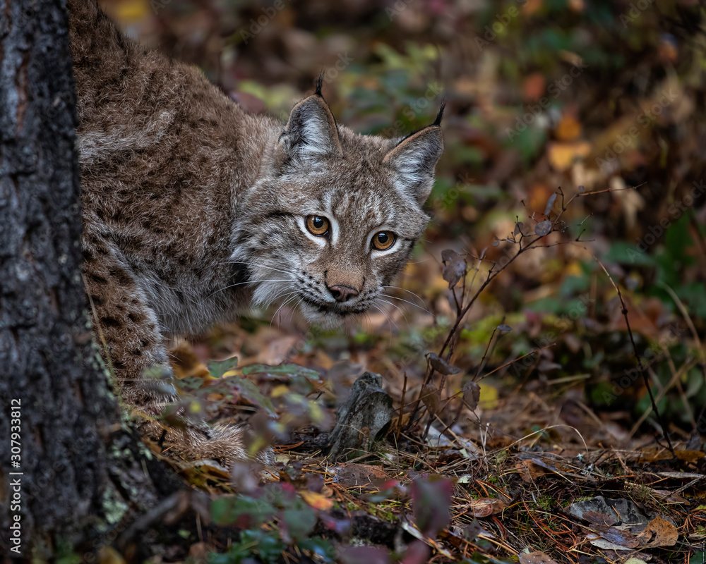 Obraz premium Siberian Lynx Adult Nika Triple D Październik 2019
