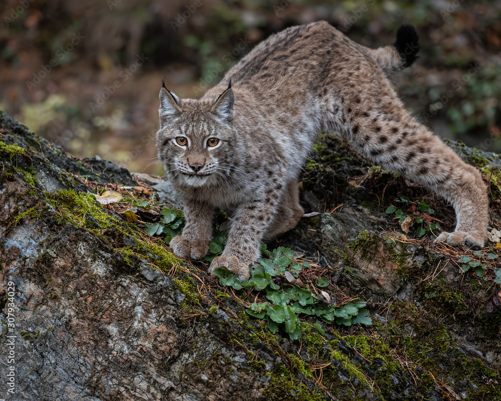 Siberian Lynx Adult Nika Triple D October 2019 Siberian Lynx Adult Nika Triple D October 2019