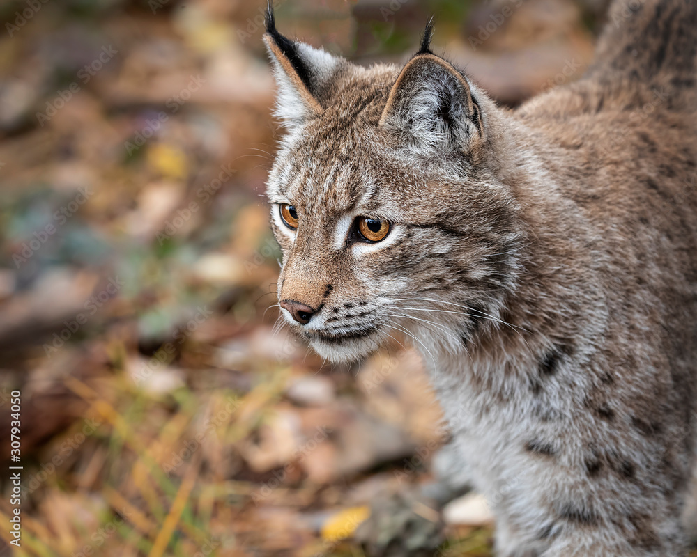 Fototapeta premium Siberian Lynx Adult Nika Triple D October 2019