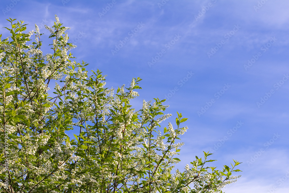 blooming bird cherry against the blue sky blooming bird cherry against the blue sky