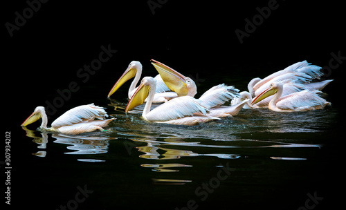 Canvas Print Close-up of the white pelicans floating on the surface of dark water