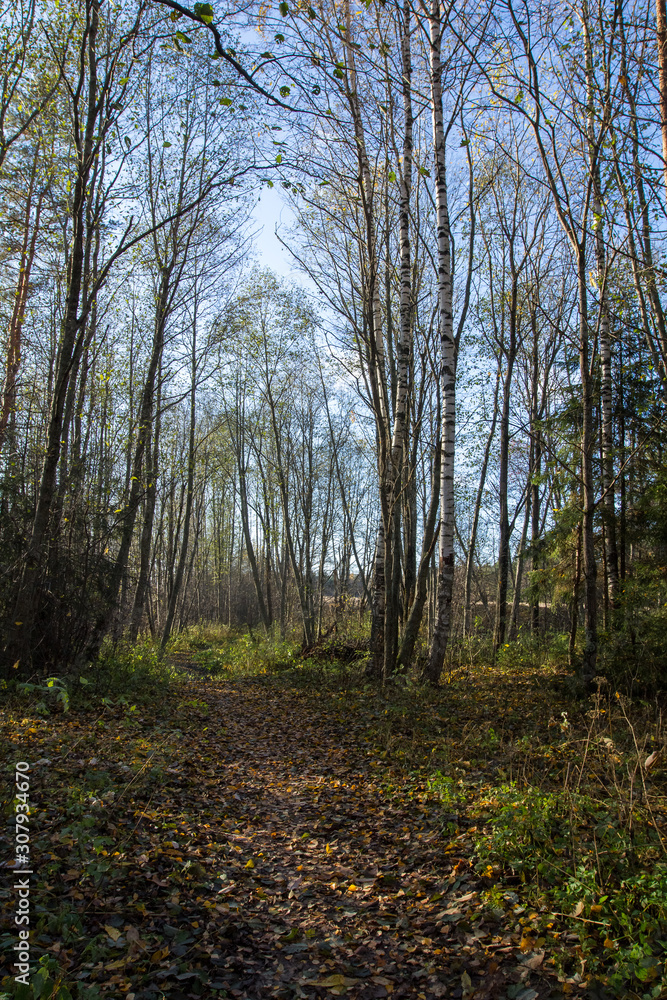 The path strewn with fallen leaves passes through the birch avenue