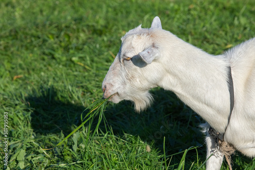 a goat chews grass on a clearing