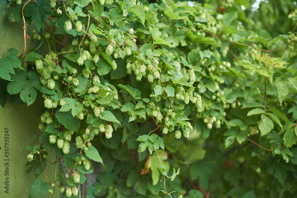 detail of hop cones in the hop field. detail of hop cones in the hop field.