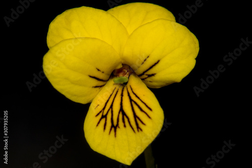 Extreme closeup of the yellow flower of Viola biflora, the arctic yellow violet, isolated on black. photo