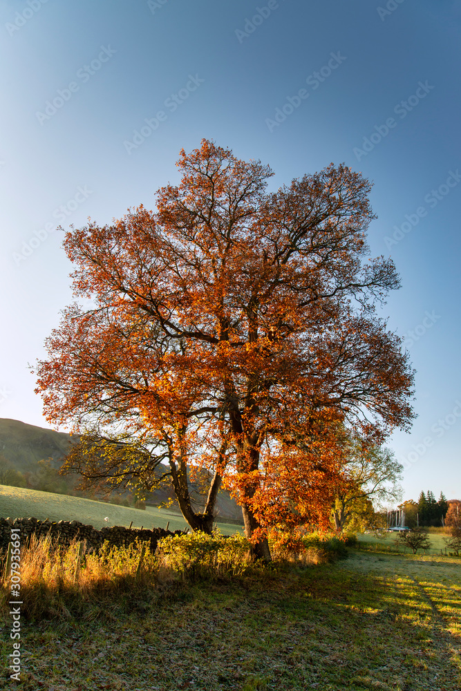 Stunning vibrant Autumn Fall landscape of countryside in Lake District with lovely golden light on trees and hills