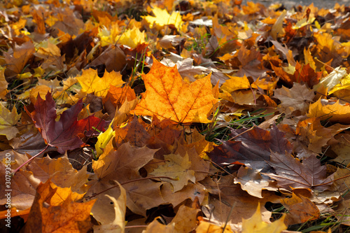 Yellow autumn leaves - Stockphoto