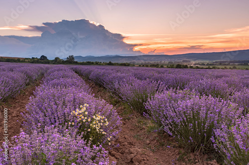 Lavender