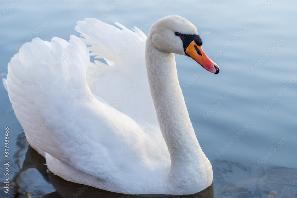 Obraz premium Schwan im Winter