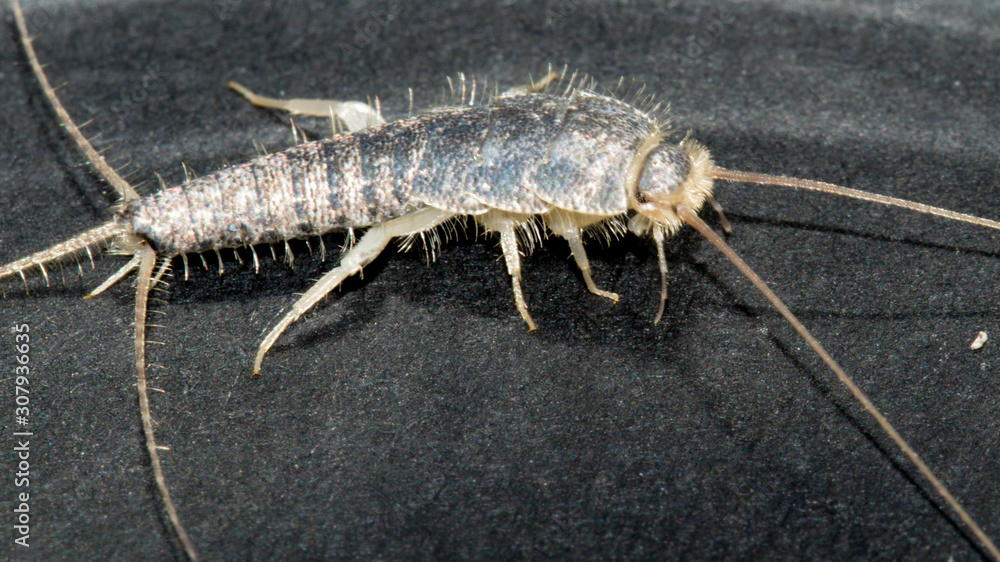 Closeup of long tailed silverfish (Ctenolepisma longicaudata) also called gray silverfish. It is in a defence- or angry posture. Black background. Closeup of long tailed silverfish (Ctenolepisma longicaudata) also called gray silverfish. It is in a defence- or angry posture. Black background.