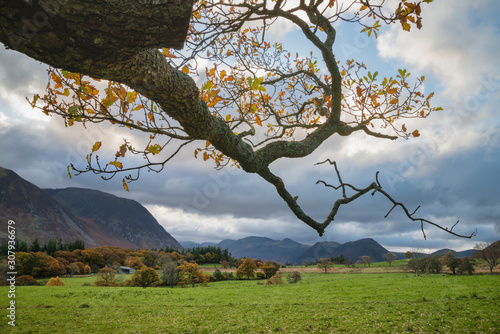 Beautiful Autumn Fall landscape view along valley towards Mellbreak and Grasmoor in Lake District with vibrant epic lighting in late afternoon photo