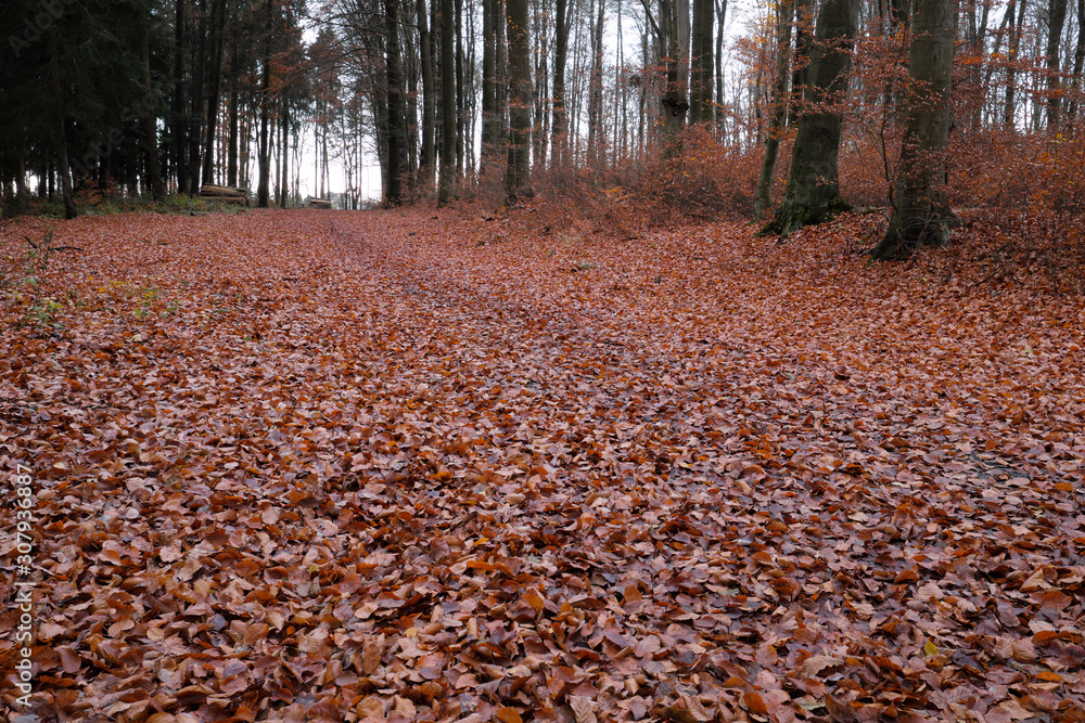 Junge Bäume im Herbst zwischen alten Bäumen und Waldboden bedeckt mit Laub Ende November 2019 - Stockfoto Junge Bäume im Herbst zwischen alten Bäumen und Waldboden bedeckt mit Laub Ende November 2019 - Stockfoto