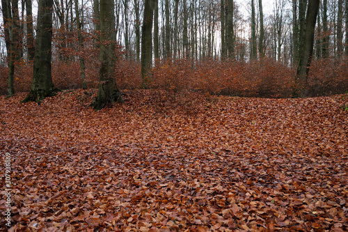 Junge Bäume im Herbst zwischen alten Bäumen und Waldboden bedeckt mit Laub Ende November 2019 - Stockfoto