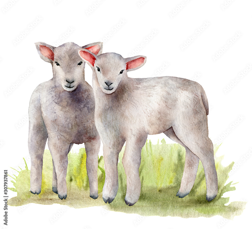 Fototapeta premium Watercolor spring card with meadow and lambs. Hand painted green grass and a pair of sheep isolated on white background. Animal illustration for design, print, fabric or background.