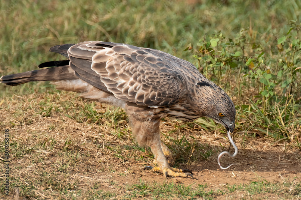 Obraz premium Crested Serpent Eagle (Spilornis cheela) Eating a Snake, Udawalawe National Park, Sri Lanka