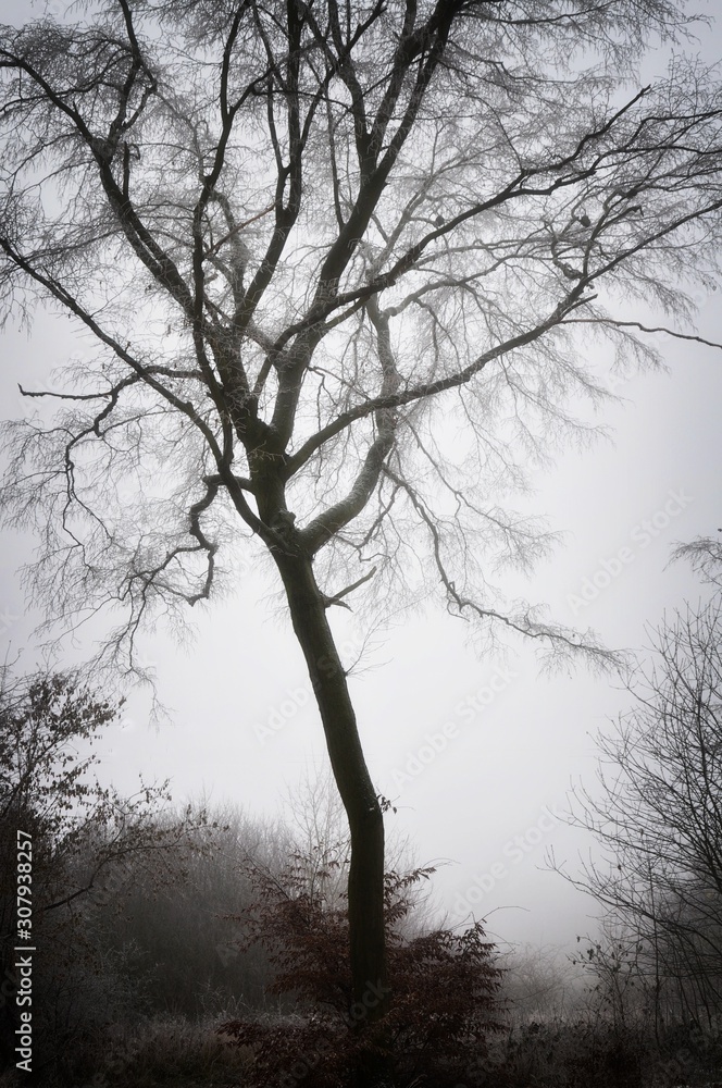 Mysterious creepy foggy winter landscape with solitary tree covered with glaze ice and rime. Fog, mist. Czech republic,Europe. . Mysterious creepy foggy winter landscape with solitary tree covered with glaze ice and rime. Fog, mist. Czech republic,Europe. .