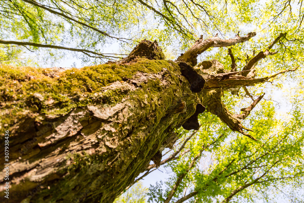 Springtime foliage on a moss covered old tree with young green leafs on the trees tops. Springtime foliage on a moss covered old tree with young green leafs on the trees tops.