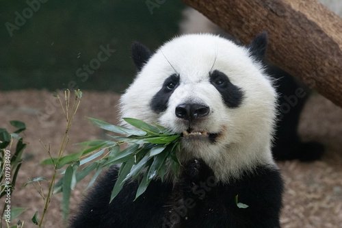 Cuadro en lienzo Panda Eating