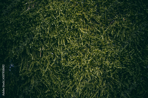 Close up view of green moss texture and background. Organic and natural texture. 