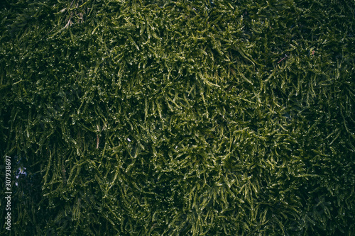 Close up view of green moss texture and background. Organic and natural texture. 
