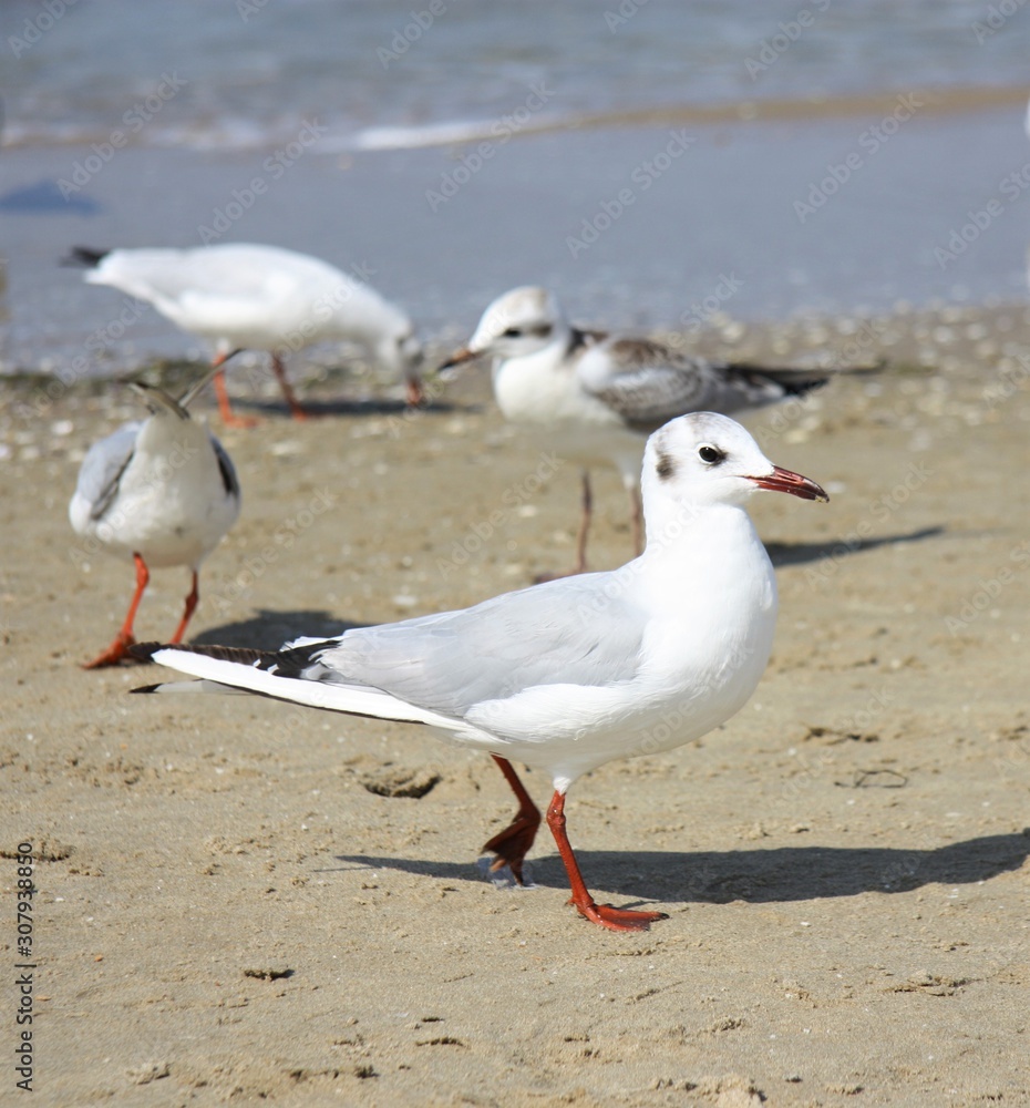 Seagull with red paws is on the beach Seagull with red paws is on the beach