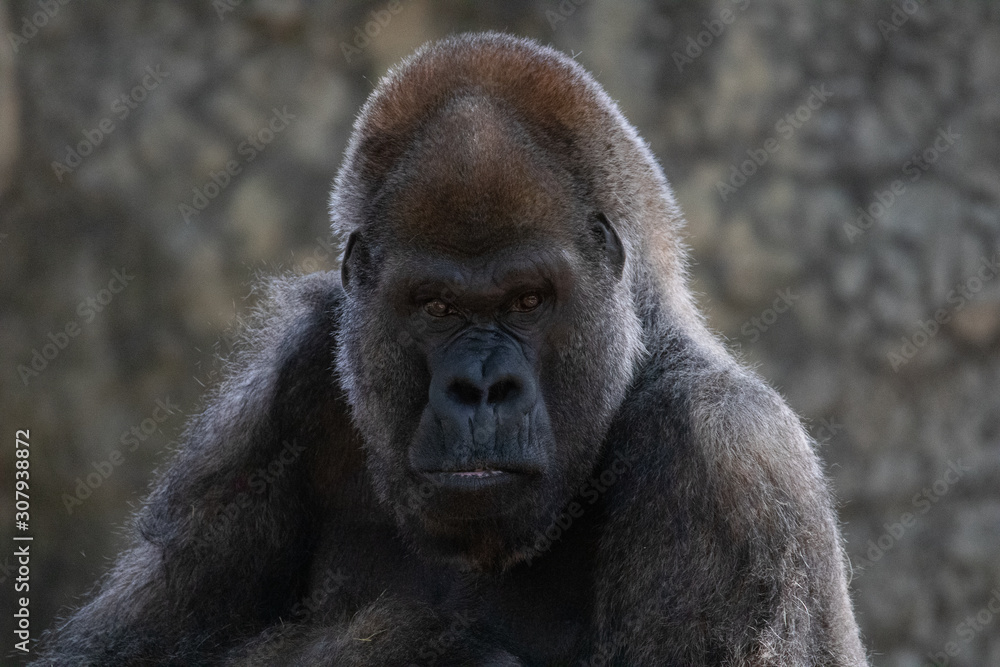 Obraz premium Gorilla