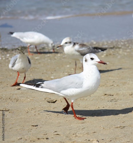 Seagull with red paws is on the beach