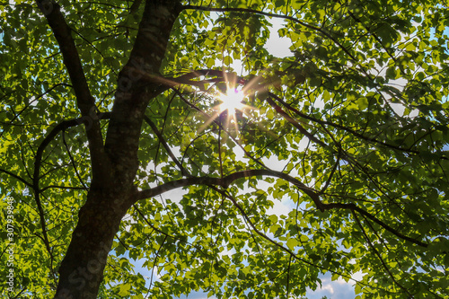 Tree branches with green leaves and sunbeam in summer