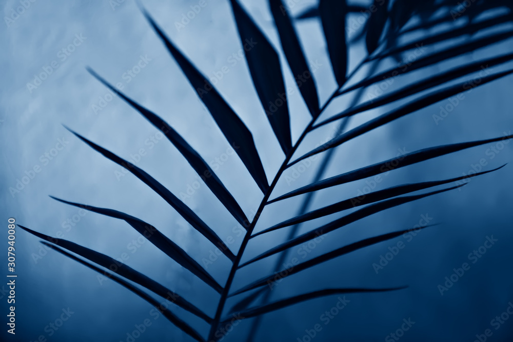 Fototapeta premium Tropical palm leaves on blurred background in blue tones.