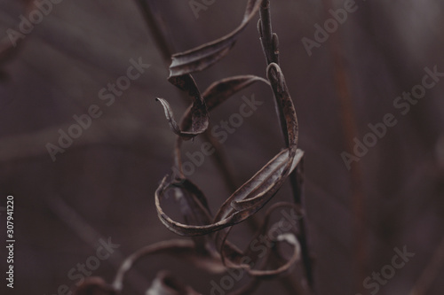 brown leafs on branch close up