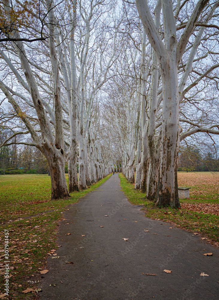 Alley of plane trees