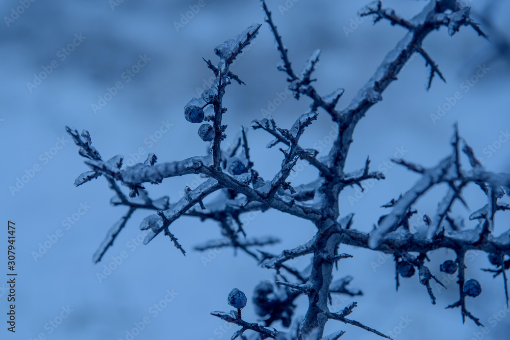 Frozen branches and berries under the ice in a trendy blue tone. Classic Blue color 2020.