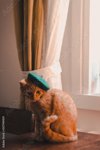 red cat in emerald beret sits on the table