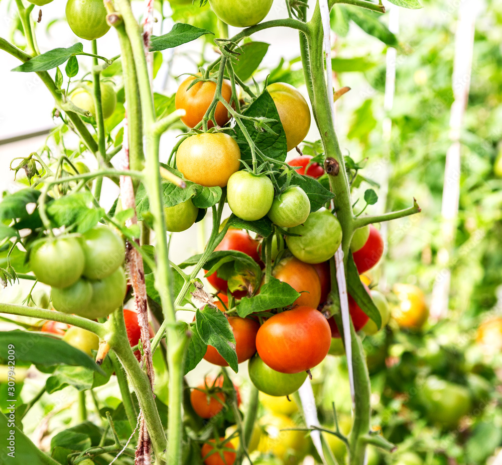 Natural red tomatoes growing on a branch
