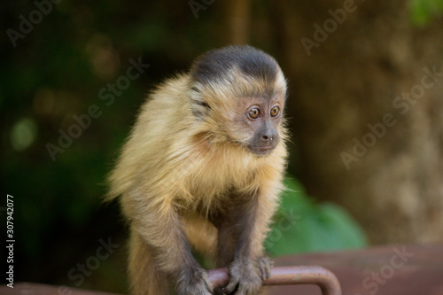 Capuchin monkey with frightened face