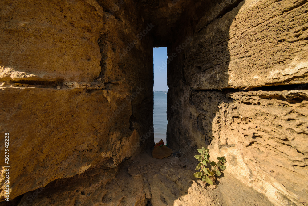 A small, green plant grows on a fortified, laterite wall inside the Diu Fort in the island of Diu in India.