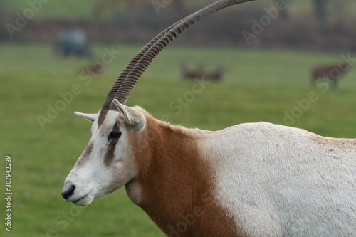 Close up portrait of a scimitar horned oryx (oryx dammah). photo