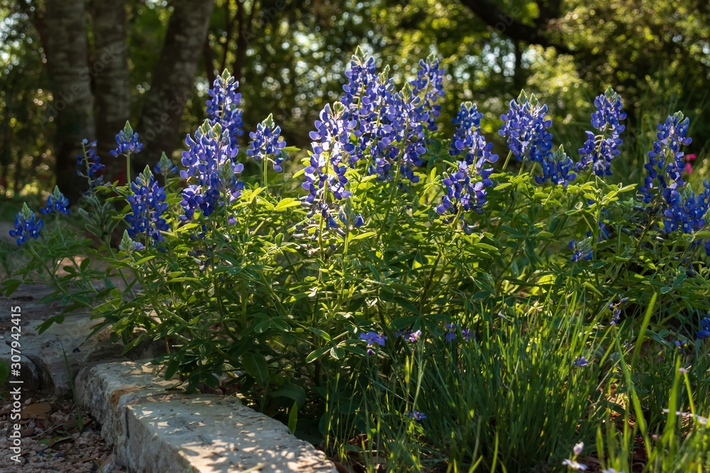 Obraz premium Bluebonnets in a field